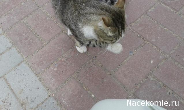 Фото кошек)))))