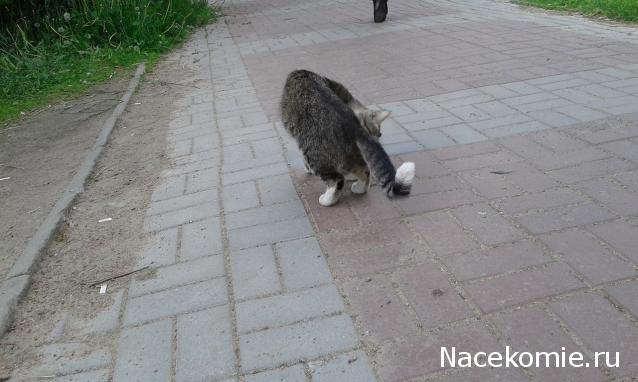 Фото кошек)))))