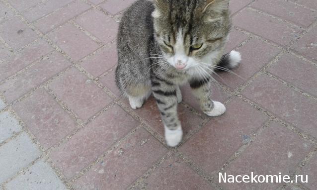 Фото кошек)))))