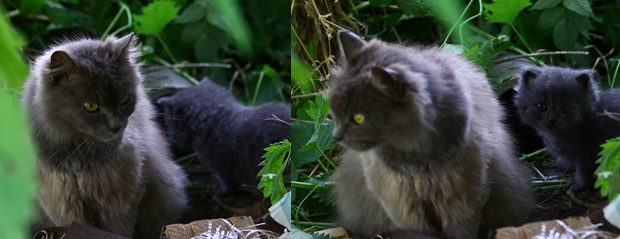 Фото кошек)))))