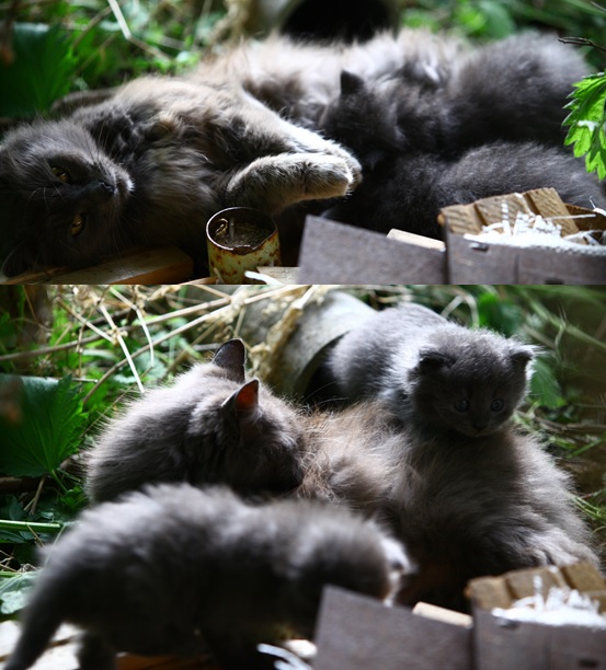 Фото кошек)))))