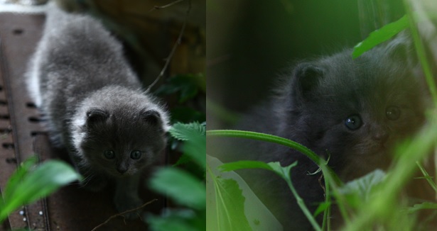 Фото кошек)))))