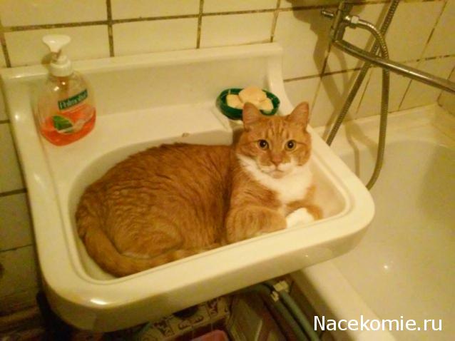 Фото кошек)))))