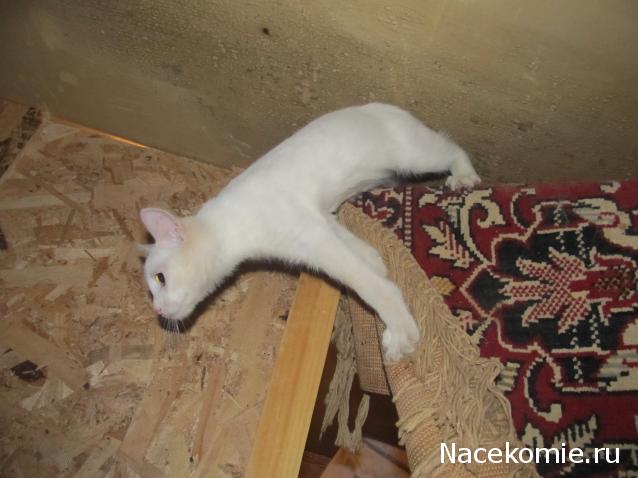 Фото кошек)))))