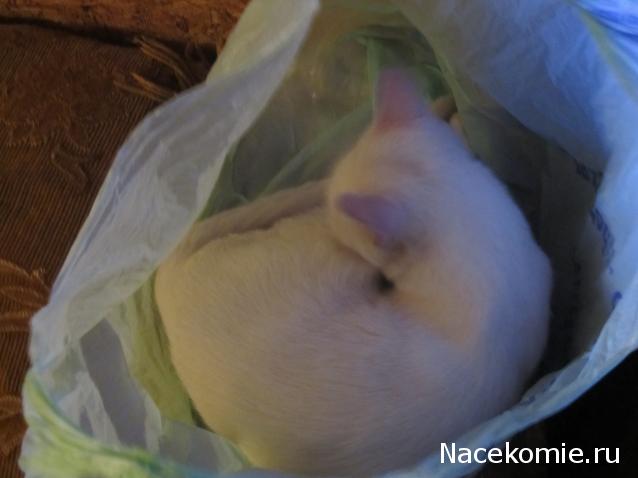 Фото кошек)))))