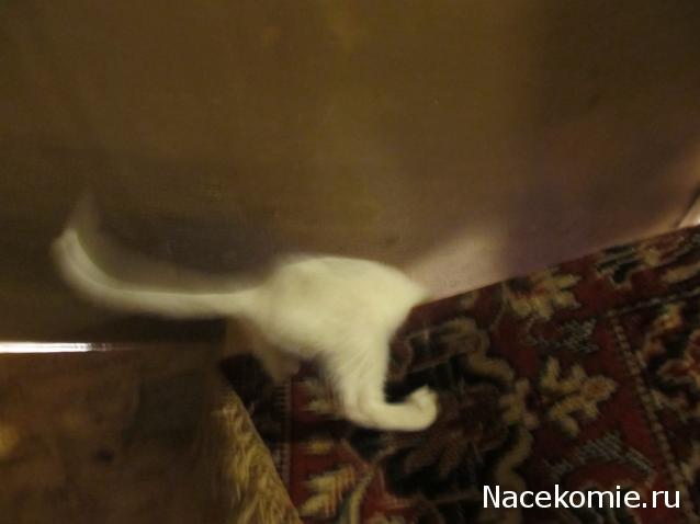 Фото кошек)))))