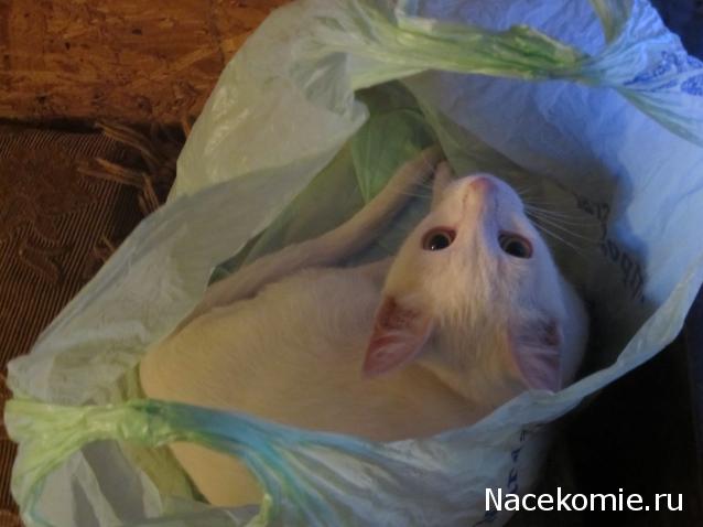 Фото кошек)))))