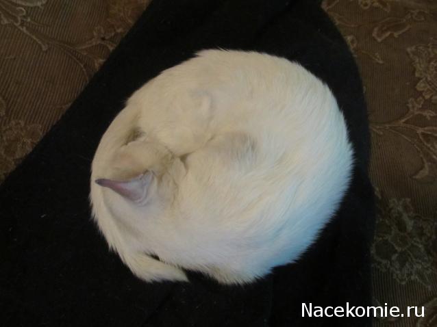 Фото кошек)))))