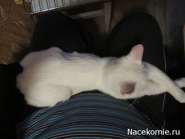 Фото кошек)))))