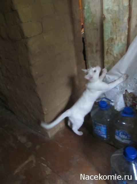 Фото кошек)))))