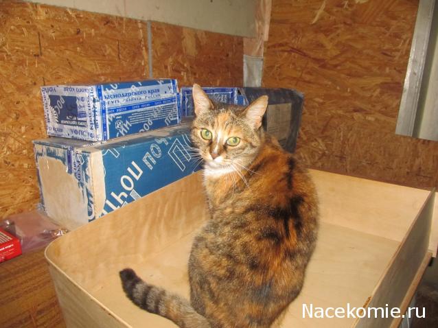 Фото кошек)))))