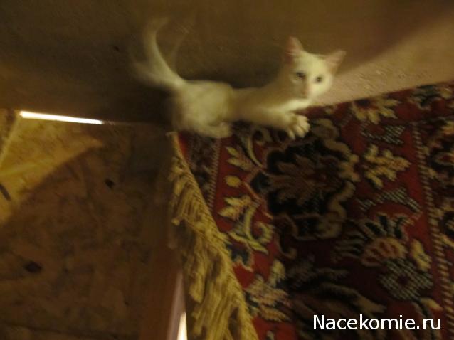 Фото кошек)))))