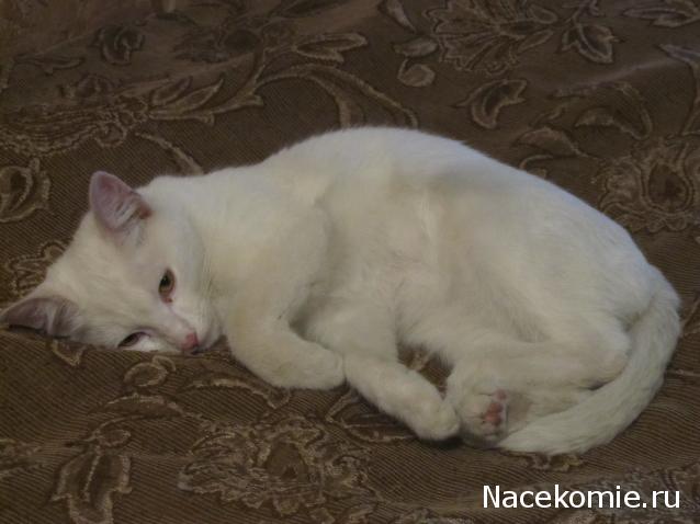 Фото кошек)))))