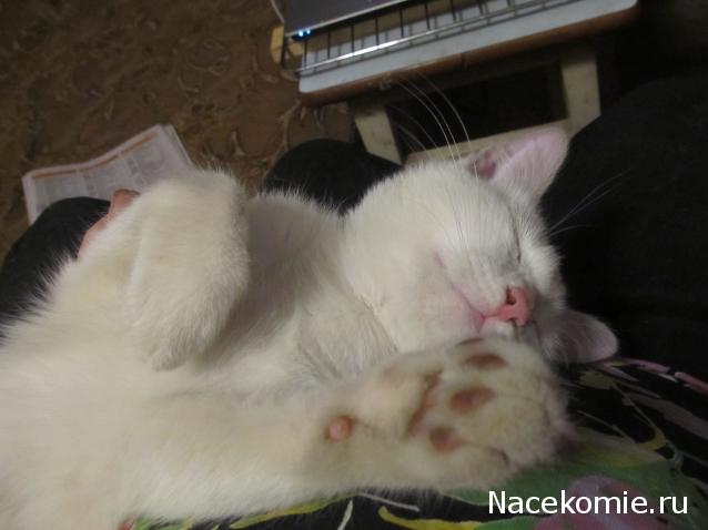 Фото кошек)))))