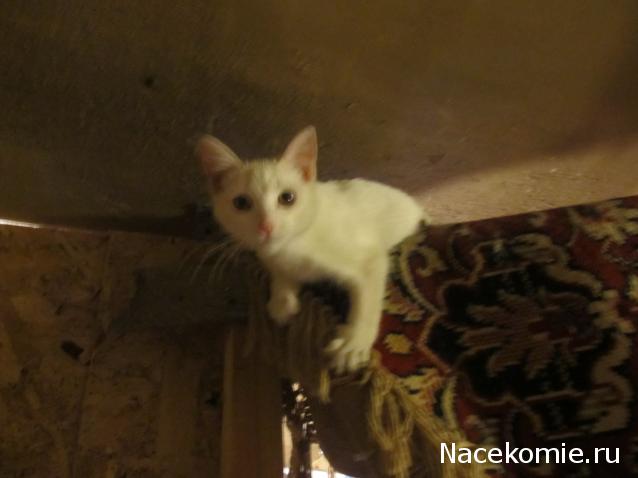 Фото кошек)))))