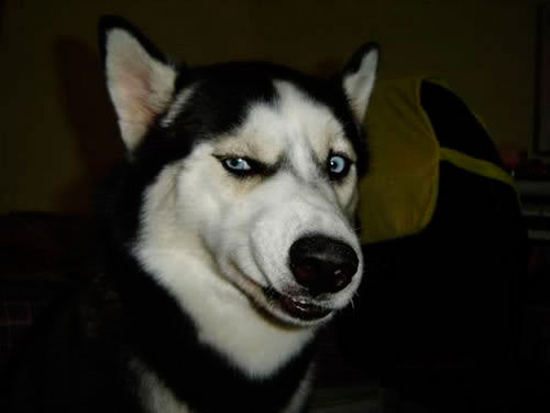 Наполеоновские Войны - График выхода и обсуждение