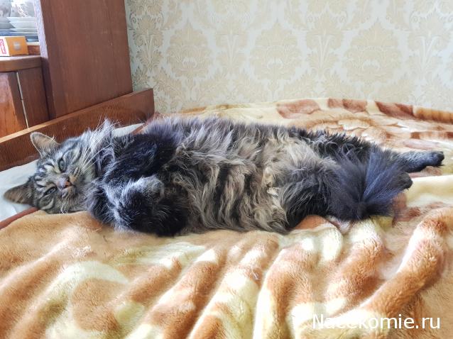 Фото кошек)))))