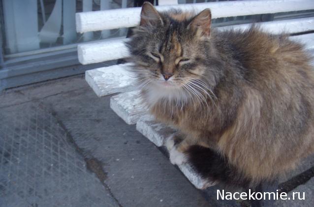 Фото кошек)))))