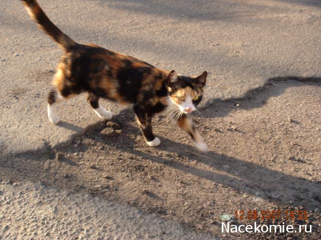 Фото кошек)))))