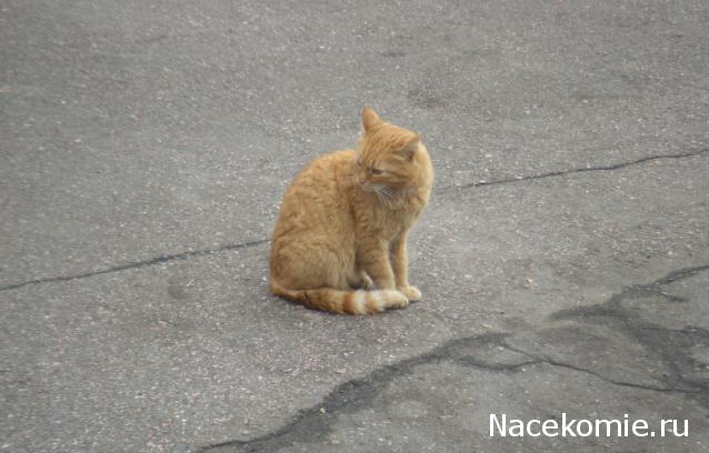 Фото кошек)))))