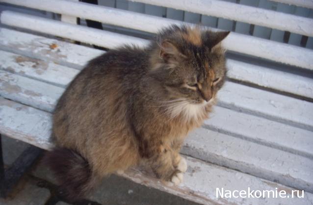 Фото кошек)))))