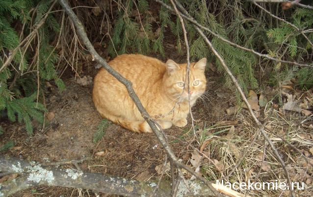 Фото кошек)))))