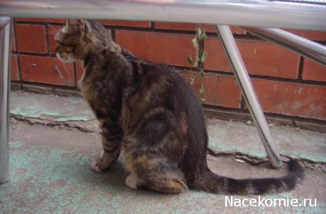 Фото кошек)))))