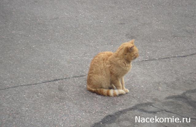 Фото кошек)))))