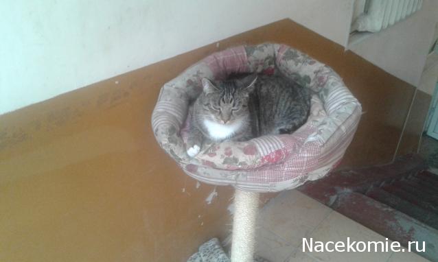 Фото кошек)))))