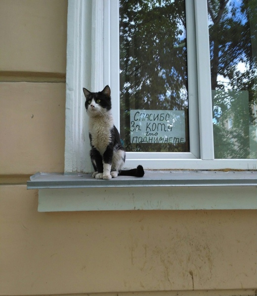 Фото кошек)))))