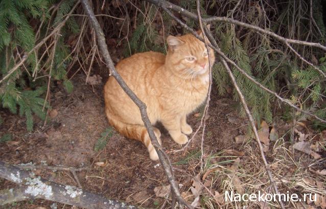 Фото кошек)))))