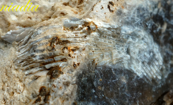 Компания кладоискателей. Болталка форума Минералов