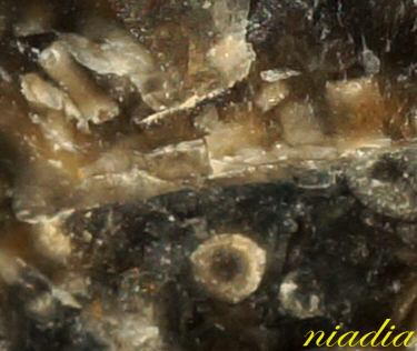 Компания кладоискателей. Болталка форума Минералов