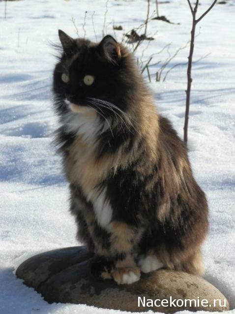 Куклы в народных костюмах №51 Кукла в чукотском зимнем костюме