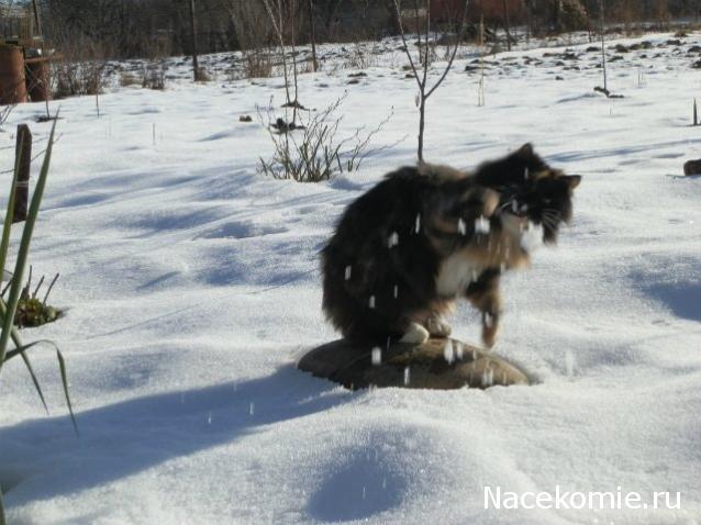 Куклы в народных костюмах №51 Кукла в чукотском зимнем костюме