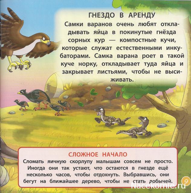 Животные Дикой Природы №23 - Самец Комодского Варана Кен