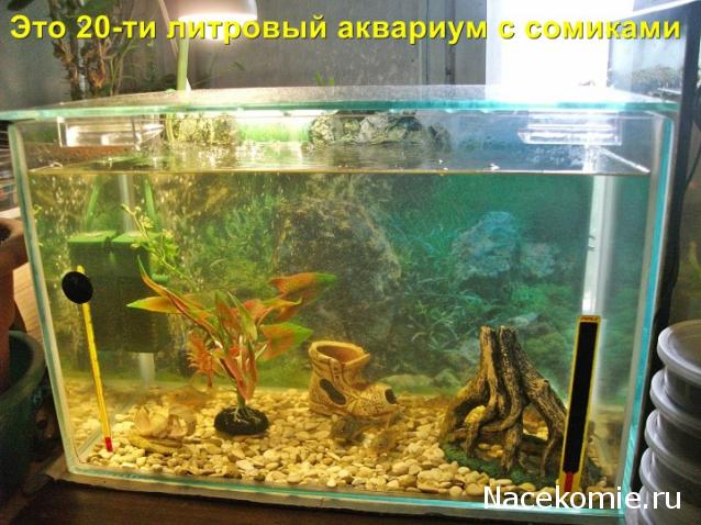 "Живой уголок"