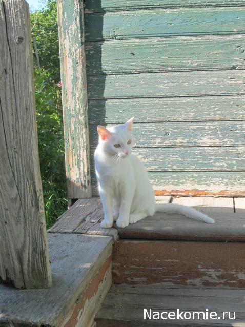 Фото кошек)))))