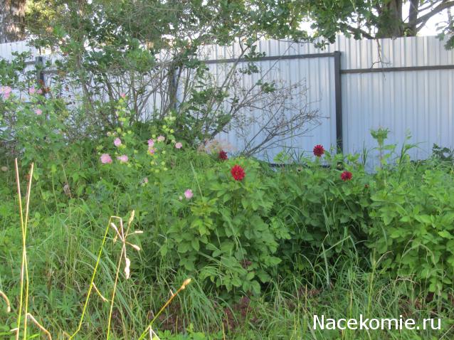 Margaritka. Гасиенда Каса де лос Суэньос