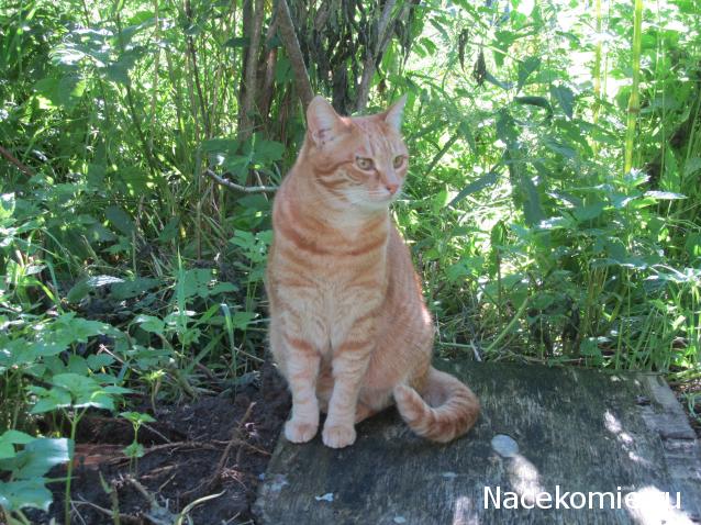 Фото кошек)))))