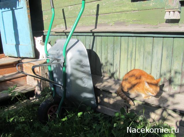 Фото кошек)))))