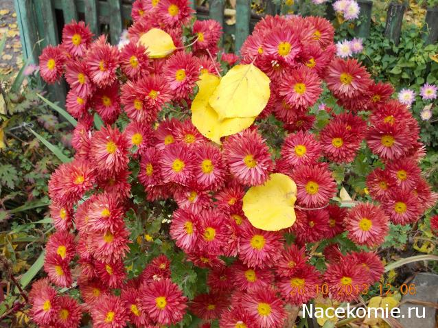 Наши Дни Рождения