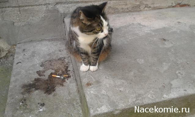 Фото кошек)))))