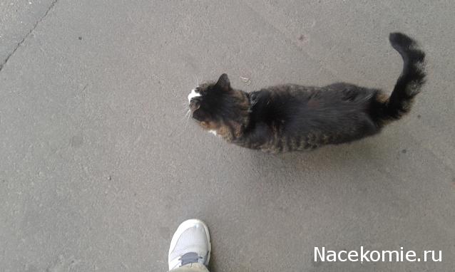 Фото кошек)))))