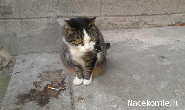 Фото кошек)))))