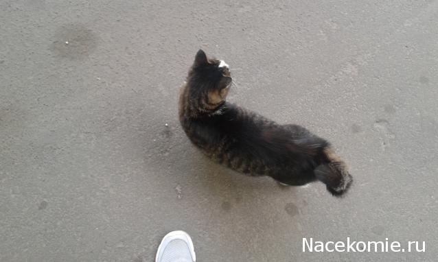 Фото кошек)))))