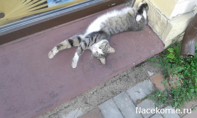 Фото кошек)))))