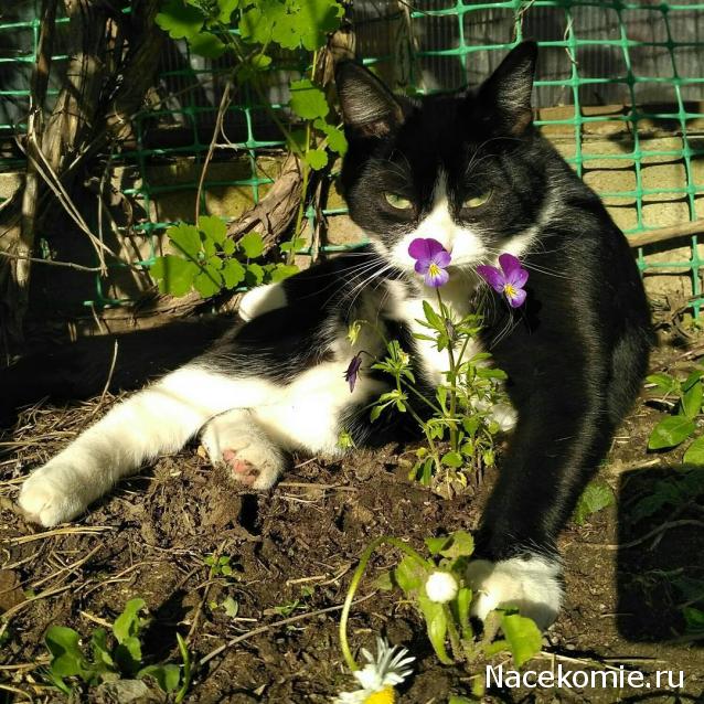 Фото кошек)))))