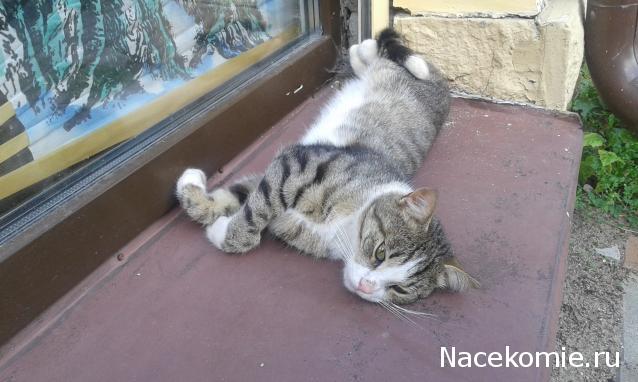 Фото кошек)))))