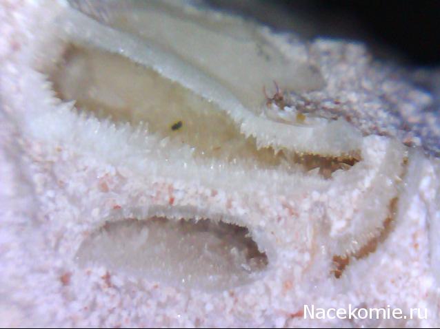 Компания кладоискателей. Болталка форума Минералов